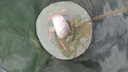 GW新品龍雲PLUS台钓竿手杆28调龙云碳素超轻超硬轻量大综合钓鱼竿 8.1m 龍雲PLUS 实拍图