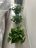 双盟绿萝盆栽除甲醛花卉绿植办公室新房净化空气180加仑4盆装源头直发 实拍图