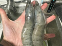 泰鲜达国产大虾 鲜冻白虾大号净重1.5kg 60-75只（40/50规格）虾类生鲜 实拍图