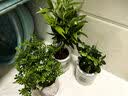花翁栀子花盆栽四季开花卉大全树苗室内绿植好养易活九里香源头直发 实拍图