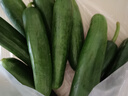 京喜加新鲜无刺水果小黄瓜小青瓜脆甜荷兰脆嫩生吃黄瓜蔬菜 水果黄瓜 1斤 实拍图