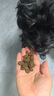 Orijen渴望狗粮 六种鱼 成犬幼犬全价鱼肉美毛进口犬粮2kg效期25/9 实拍图