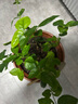 开时果 茉莉花盆栽浓香型 桌面绿植物阳台花卉树苗盆景摆件源头直发包邮 精品茉莉花5-10株【加仑盆】 实拍图