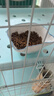 伯纳天纯经典系列通用蓝猫金渐层美短成猫猫粮毛球管理10kg/20斤 实拍图