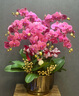 绿韵花田【两小时达】蝴蝶兰盆栽带花苞花剑花盆真花兰花开业乔迁生日礼物 6株紫色（瓷盆随机） 实拍图