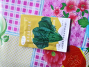 蔬菜种子大全山东寿光种籽春秋四季盆栽草莓油菜菠菜生菜白菜秋葵 彩虹田象耳朵菠菜种子10克(约1000粒) 晒单实拍图