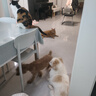 麦德氏IN犬UC-Ⅱ骨胶原50粒软骨素狗狗补钙养护骨关节软骨素 实拍图