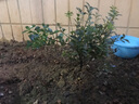 开时果 小叶赤楠盆景摆件 办公室桌面绿植花卉好养盆栽植物源头直发包邮 【热销款】舍得紫砂盆+黑石+底座 实拍图