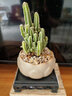 创享绿洲禅意莲花盆万重山仙人掌多肉植物花卉绿植盆栽阳台四季好养易活 万重山莲花盆+黄金沙+方底座 实拍图