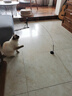 猫管家猫玩具 加长钢丝吸盘逗猫棒 自嗨解闷神器 猫咪懒人自动逗猫棒 吸盘逗猫棒+2个羽毛（随机色） 实拍图