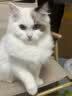 麦富迪猫粮营养pro双鲜肉乳鸽鸡肉全期免疫猫粮成幼猫无谷天然粮 【双鲜肉+姬松茸】助力免疫好吸收200g试吃 实拍图
