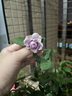 德沃多肥料蔬菜营养土15L带肥料 园艺种菜土壤阳台盆栽蔬菜通用型种植基质土 实拍图