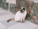 亿迪猫粮冻干幼猫成猫10斤全价英短蓝猫布偶老年猫国产通用全阶段5kg 实拍图