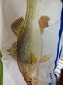 钓鱼记黄鱼鲞400g-500g(已调味) 宁德大黄鱼 三去处理 烧烤食材生鲜鱼类 实拍图