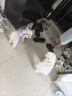 KONOKO宠物湿巾猫咪狗狗擦脚全身免洗清洁擦眼泪痕去味除臭消毒纸巾10包 实拍图