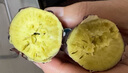京鲜生河南烟薯蜜薯番薯红薯 净重4.5斤 大果400g+ 烤地瓜 源头直发 实拍图