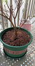 花盆绿植盆栽加厚塑料简约多肉小盆阳台客厅月季玫瑰大号家用花盆 高款5加仑(口径26.5cm)2个盆 不带托盘 实拍图