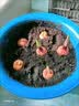 进口剑兰种球切花室内外庭院唐菖蒲种四季易活耐寒植物多年生花卉 国产剑兰种球（混色） 1个球（试种） 实拍图