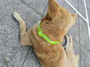 楚克奇（CHUKCHI）狗狗发光项圈USB充电宠物夜光圈牵引绳狗绳防丢遛狗颈圈金毛防水 至尊版绿色项圈 M-建议颈围36-49CM以内 实拍图
