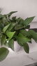 通用浓缩型植物营养液绿色复活液体肥料有机花肥复合肥多肉花卉 植物通用营养液4瓶2000ML 实拍图