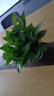 双盟绿萝盆栽除甲醛花卉绿植办公室新房净化空气180加仑4盆装源头直发 实拍图