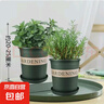 迷迭香苗盆栽可食用驱蚊植物香草薄荷苗绿植物室内煎牛排水培花卉 薄荷+迷迭香（加仑盆*2）大盆苗约20cm高 实拍图