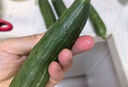 京喜加新鲜无刺水果小黄瓜小青瓜脆甜荷兰脆嫩生吃黄瓜蔬菜 水果黄瓜 3斤 带箱 实拍图