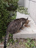 雷米高（RAMICAL）澳丽得 猫粮蓝猫英短主粮幼猫成猫海洋鱼味全价猫粮试吃500g 1斤 实拍图