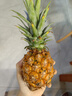 金钻凤梨17号海南新鲜水果无眼菠萝热带水果当季 净重4.5斤小果 单果400g起 实拍图