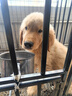 朗亲 狗粮20斤拉布拉多泰迪成犬幼犬小型中型大型犬通用狗干粮10kg 实拍图