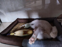 贝尼宠狗窝猫窝宠物窝秋冬加厚保暖网红款耐脏地垫猫咪窝狗床狗垫子睡垫 凉席撞色猫狗窝S 45x33适6斤 实拍图