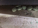 优迪王高效老鼠药灭大小鼠药耗子克星捕鼠颗粒杀鼠剂家用灭鼠药100克 实拍图