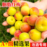 云南高山青梅云南黄梅现摘现发泡酒 云南青梅净重1斤中果25mm-28mm 实拍图