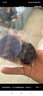 尔木萄（AMORTALS）斗转星移气垫粉扑套装美妆粉底扑4枚+支架干湿两用节日礼物 实拍图