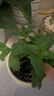 德沃多肥料植物营养土通用3L组合园艺养花土种菜土壤盆栽多肉绿植种植土 实拍图