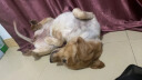 麦富迪 宠物狗狗零食 成犬幼犬训狗奖励鸡肉干400g 实拍图