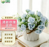 吕姆克仿真花束摆件假花盆栽花盆陶瓷仿真玫瑰清新蓝色套装家居装饰5593 实拍图