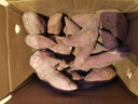 京鲜生临安天目山小香薯5斤 单果50-150g 香甜软糯皮薄无筋 源头直发 实拍图
