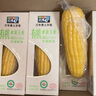 北纬47°有机水果玉米甜玉米4斤(200g*10穗) 即食鲜低脂玉米棒  杂粮礼盒 实拍图