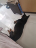 憨憨宠猫零食冻干桶猫咪零食成猫冻干鸡胸肉鱼鸭肉猫粮宠物猫狗冻干零食 精装鸡肉冻干桶500g 实拍图