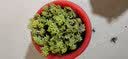 若绿真便宜多肉好养老桩绿植花卉小苗肉肉花植物小盆栽清棚 黄金万年草 含盆+土 实拍图
