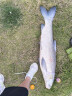 达亿瓦（DAIWA）一击 轻量鲤鱼鲫鱼草鱼罗非 进口鱼竿手杆 轻硬挺 休闲台钓 一击T 81.K（大物） 实拍图