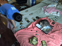 伟嘉成猫猫粮3.6kg海洋鱼味布偶英短猫咪夹心粮全价粮【原料透明】 实拍图