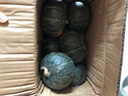自然搭档 正宗贝贝南瓜 粉面香甜小南瓜 新鲜蔬菜香甜软糯产地直发 净重 4.5斤 （3-8个） 实拍图