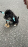 心粮 中大型成犬通用狗粮金毛拉布拉多萨摩耶边牧全价犬粮15kg/30斤 实拍图