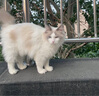 皇家室内成猫粮 I27 通用粮 12月以上 10KG 实拍图