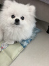 普安特次氯酸消毒液宠物猫咪狗狗除臭杀菌消毒喷雾猫砂去尿味消毒水喷剂 实拍图