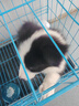 雪貂留香狗狗沐浴露宠物猫咪香波泰迪比熊清洁驱虫除虫止痒浴液 抑菌驱螨 实拍图