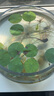 疯狂石头鱼缸活性硝化细菌 鱼池净化水质分解鱼便【硝化细菌600ML装】 实拍图
