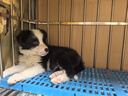 蒙贝 香酥牛棒骨 狗狗零食 中小型犬狗狗磨牙棒 泰迪金毛训犬奖励 90g 实拍图